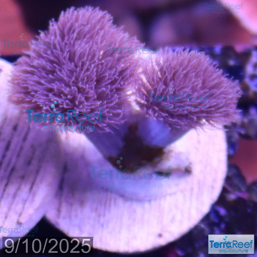 Colt Coral Soft Finger Leather Sinularia WYSIWYG Frag 7Right