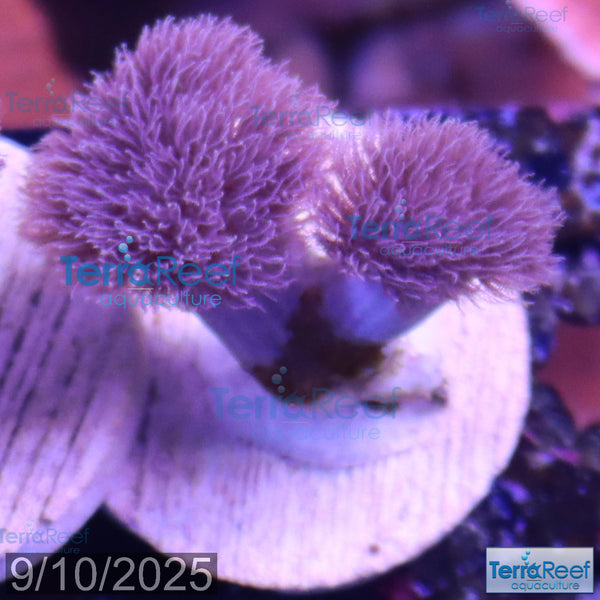 Colt Coral Soft Finger Leather Sinularia WYSIWYG Frag 7Right