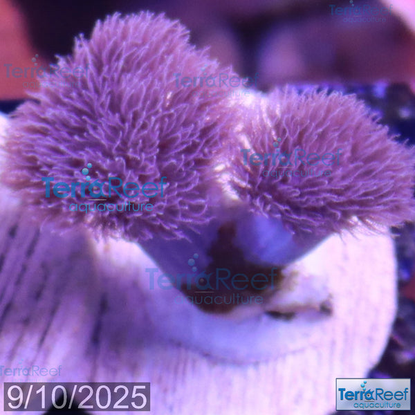 Colt Coral Soft Finger Leather Sinularia WYSIWYG Frag 7Right