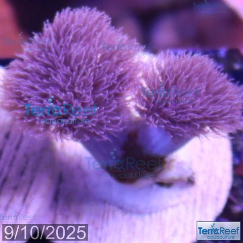 Colt Coral Soft Finger Leather Sinularia WYSIWYG Frag 7Right