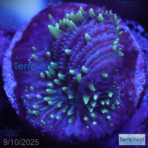 ReefGen Project X Fungid Fungia Plate WYSIWYG Frag 15