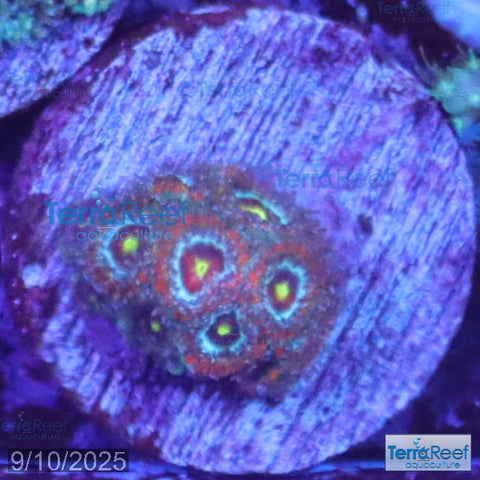 Holy Grail Micromussa Coral Micro F2M WYSIWYG Frag 14VRight
