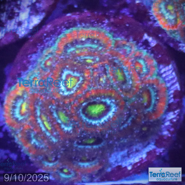 Holy Grail Micromussa Coral Micro F2M WYSIWYG Frag 17Left