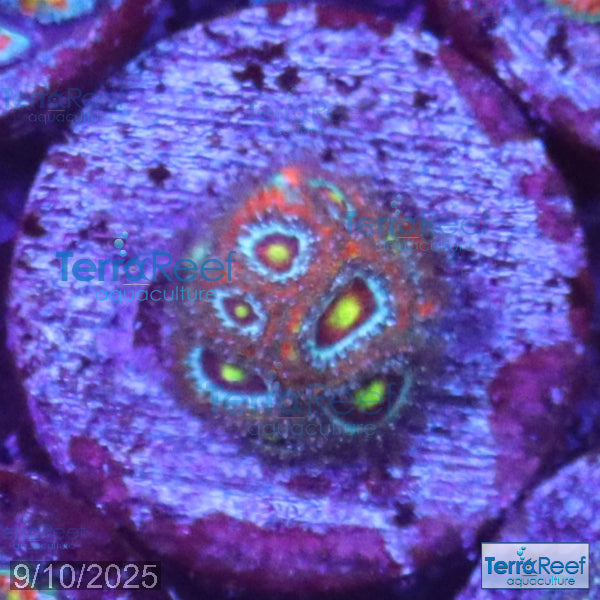 Holy Grail Micromussa Coral Micro F2M WYSIWYG Frag 16MidRight