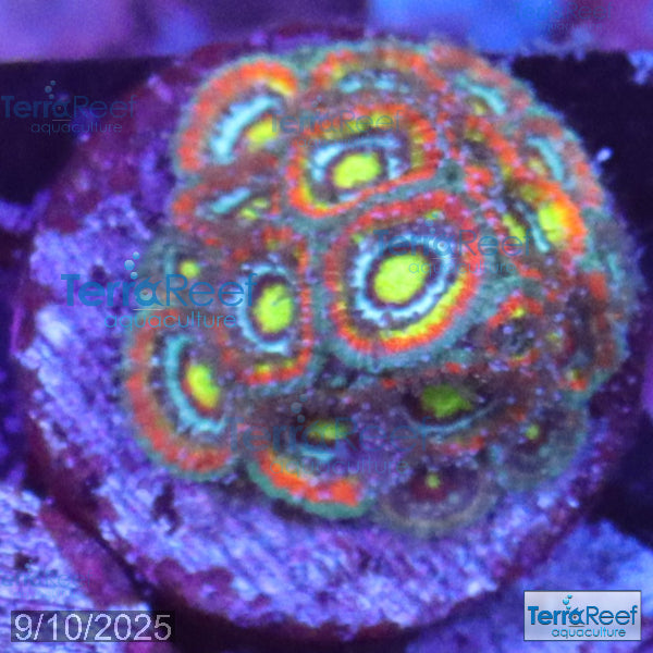 Holy Grail Micromussa Coral Micro F2M WYSIWYG Frag 15Right