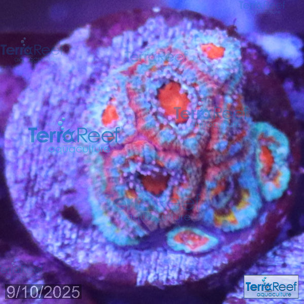 Rainbow Red Micromussa "Acan lord" Frag WYSIWYG Frag 36FRightStairs