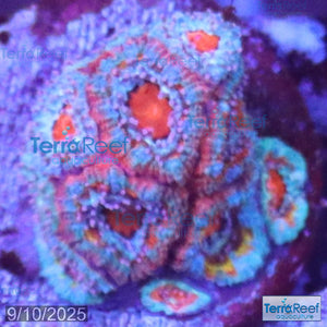Rainbow Red Micromussa "Acan lord" Frag WYSIWYG Frag 36FRightStairs