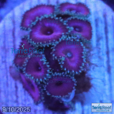 Purple Death Paly WYSIWYG Frag 31