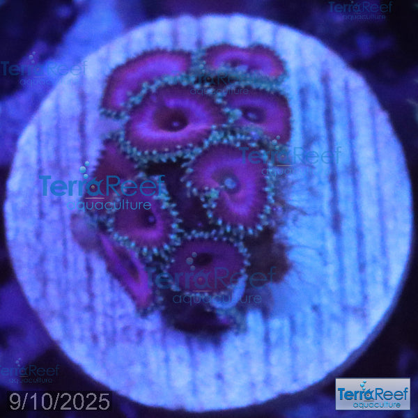 Purple Death Paly WYSIWYG Frag 31