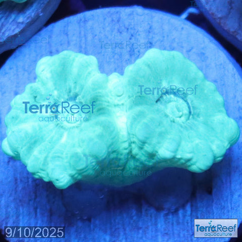 Green Candy Cane WYSIWYG Frag 46Middle