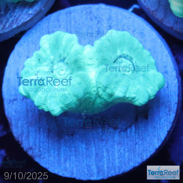 Green Candy Cane WYSIWYG Frag 46Middle