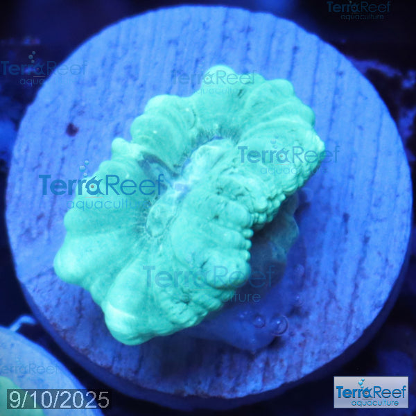 Green Candy Cane WYSIWYG Frag 45Right