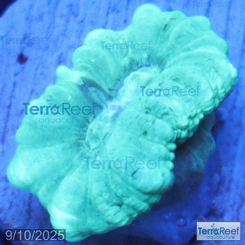 Green Candy Cane WYSIWYG Frag 45Right
