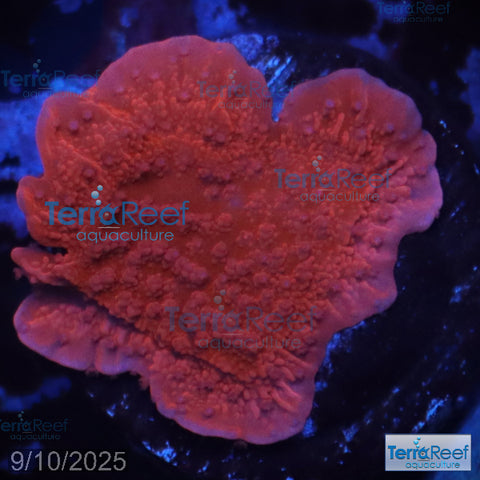Red Montipora capricornis WYSIWYG Frag 13