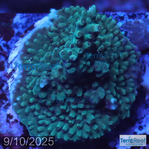 Blue tip Acropora WYSIWYG Frag 17VLeft