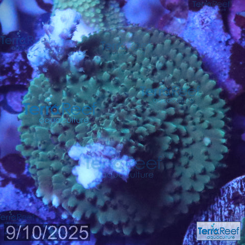 Blue tip Acropora WYSIWYG Frag 18Left