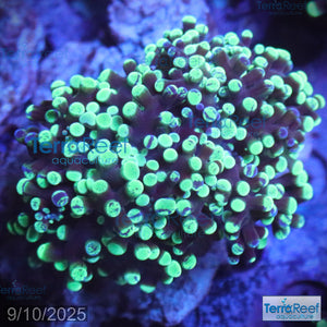 Green frogspawn WYSIWYG Frag 52BottomMiddle