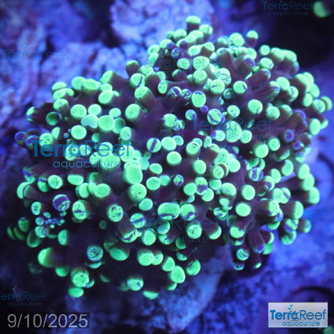 Green frogspawn WYSIWYG Frag 52BottomMiddle