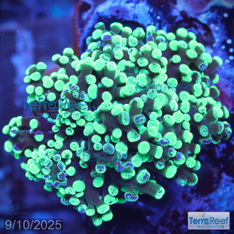 Green frogspawn WYSIWYG Frag 53FragRackLeft