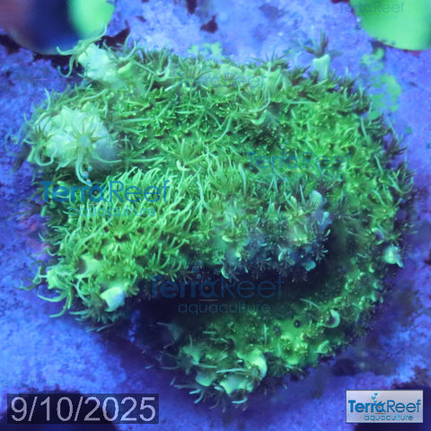 Frilly Green Acropora Acro Coral WYSIWYG Frag 31RightSink