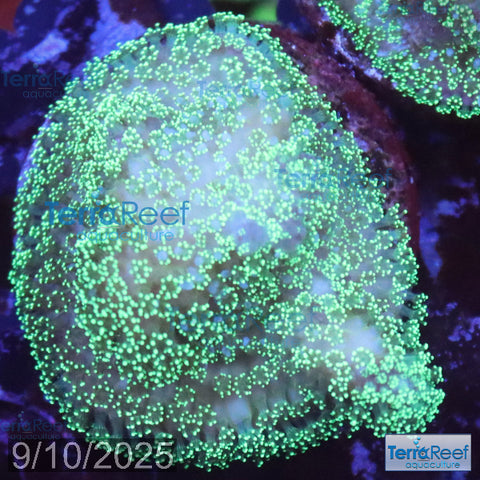 Green Stylophora WYSIWYG Colony 30Middle