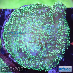 Green Stylophora WYSIWYG Colony 32Right