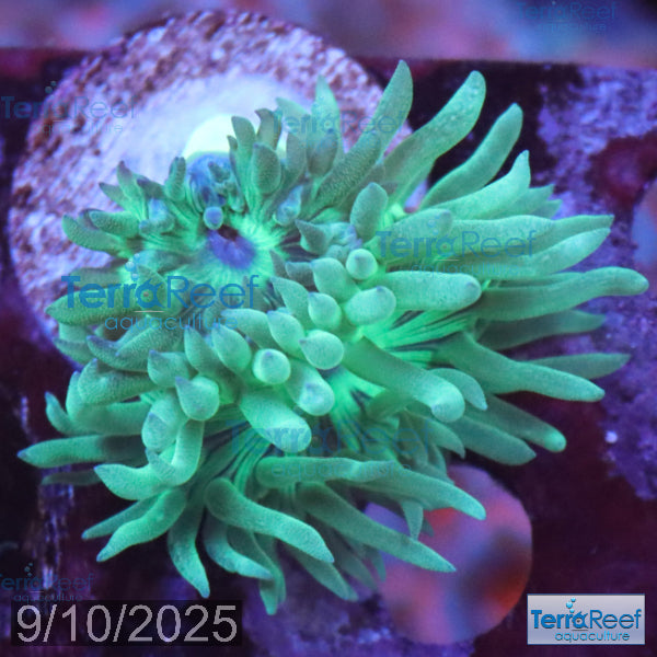 Duncan Coral Duncanopsammia axigua WYSIWYG 28Right