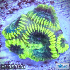 Green Brain Favia Favites Coral Frag WYSIWYG Frag 42Back