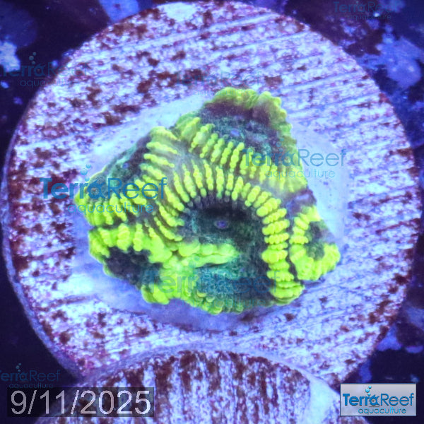 Green Brain Favia Favites Coral Frag WYSIWYG Frag 42Back