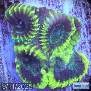 Green Brain Favia Favites Coral Frag WYSIWYG Frag 43Front