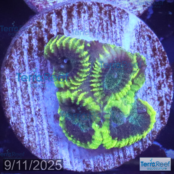Green Brain Favia Favites Coral Frag WYSIWYG Frag 43Front