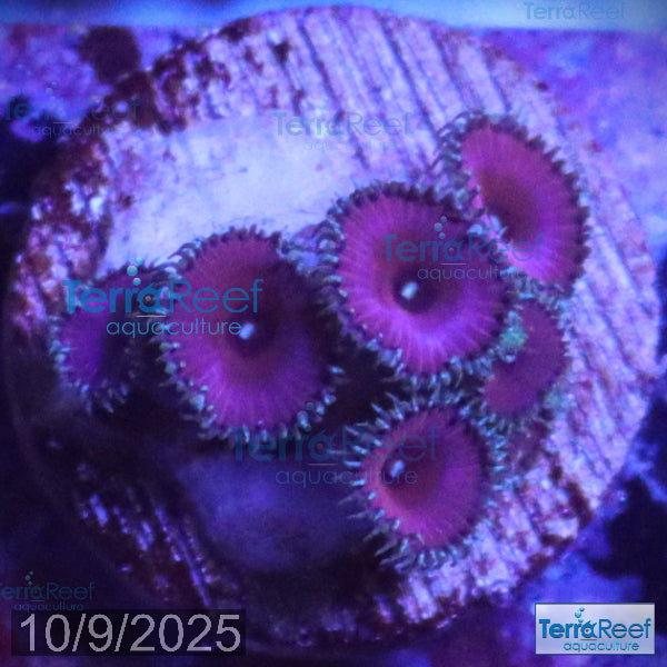 Purple Death Paly WYSIWYG Frag 31
