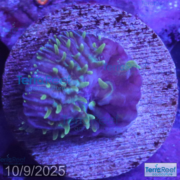 ReefGen Project X Fungid Fungia Plate WYSIWYG Frag 16