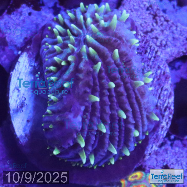 TerraReef Project X Fungia Plate WYSIWYG Frag Aquacultured Quarantined