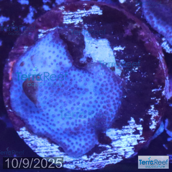 Blue encrusting Montipora Coral WYSIWYG Frag 6Left
