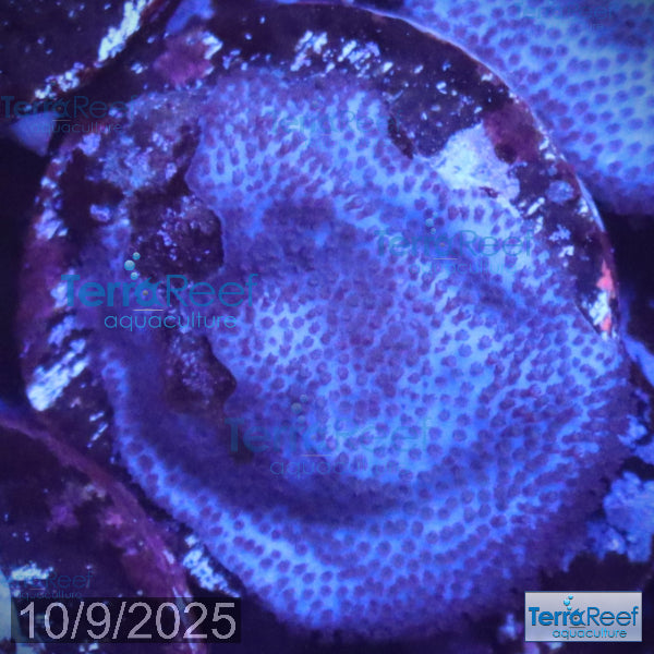 Blue encrusting Montipora Coral WYSIWYG Frag 7Middle