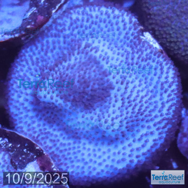 Blue encrusting Montipora coral frag stock
