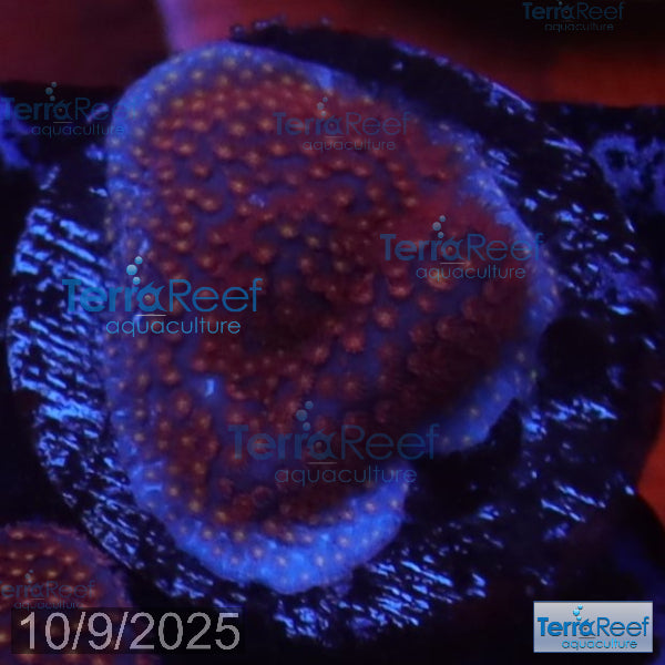 Stardust "Stylo" Stylocoeniella WYSIWYG Frag 6Right