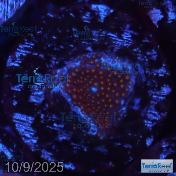 Stardust "Stylo" Stylocoeniella WYSIWYG Frag 7MidLeft