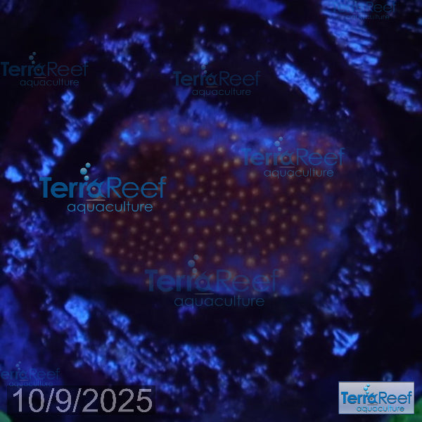 Stardust "Stylo" Stylocoeniella WYSIWYG Frag 8Left