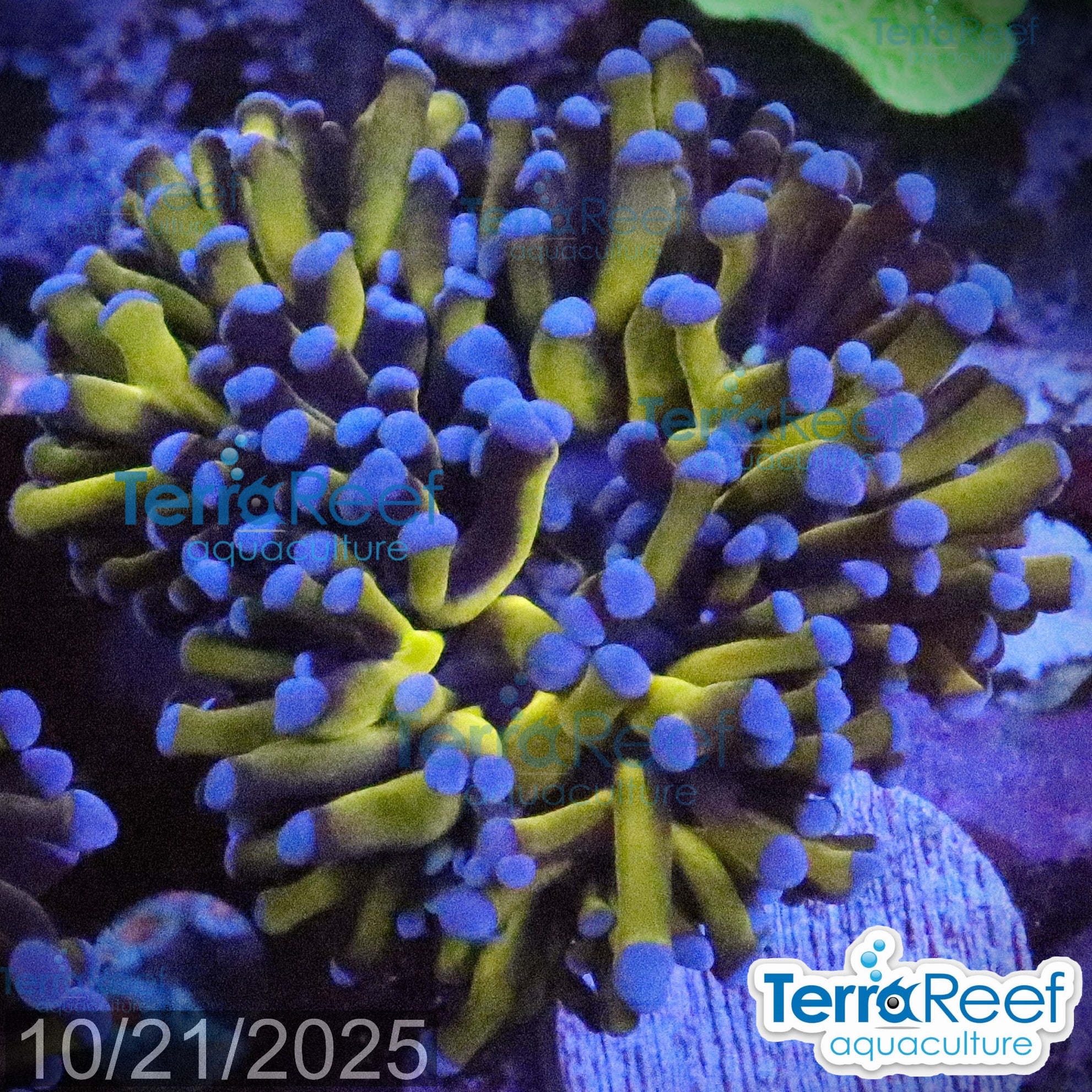 Aussie Gold Torch Coral WYSIWYG 23Right