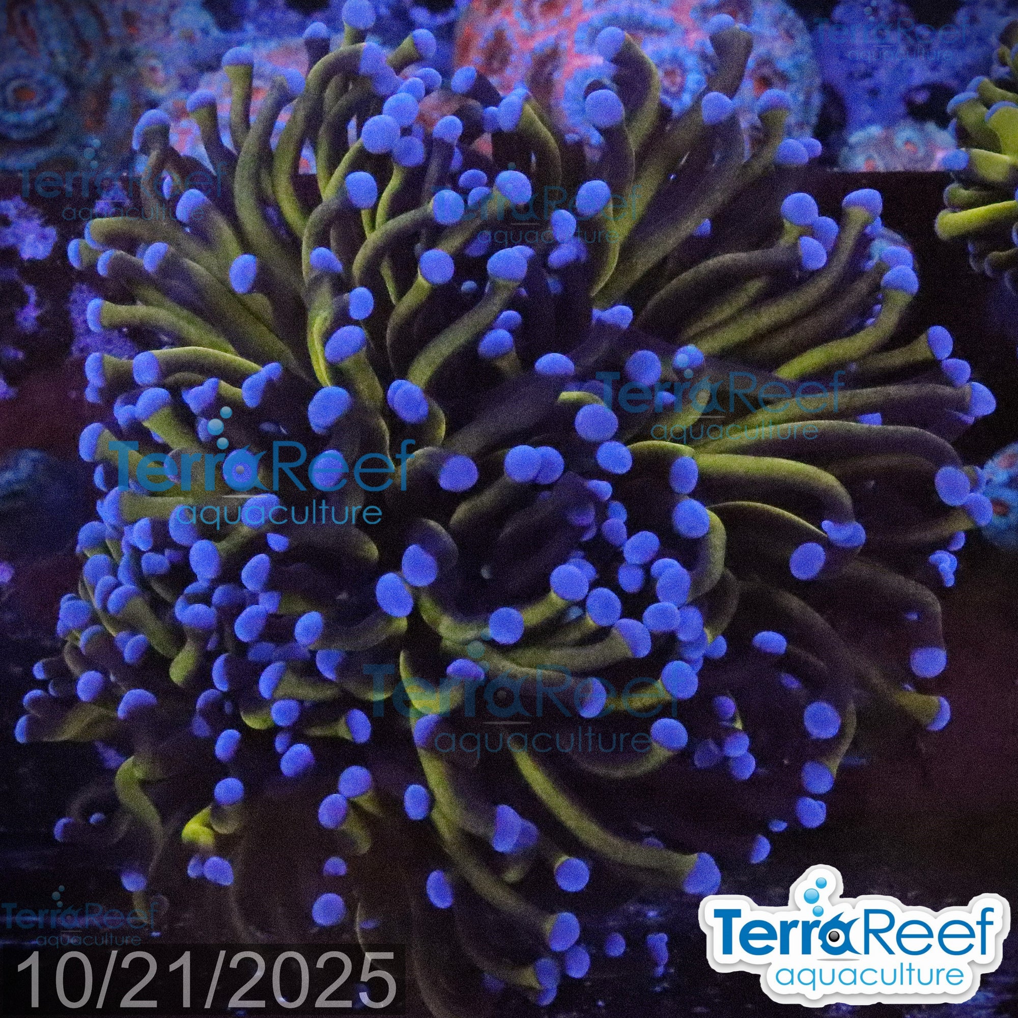 Aussie Gold Torch Coral WYSIWYG 26Large