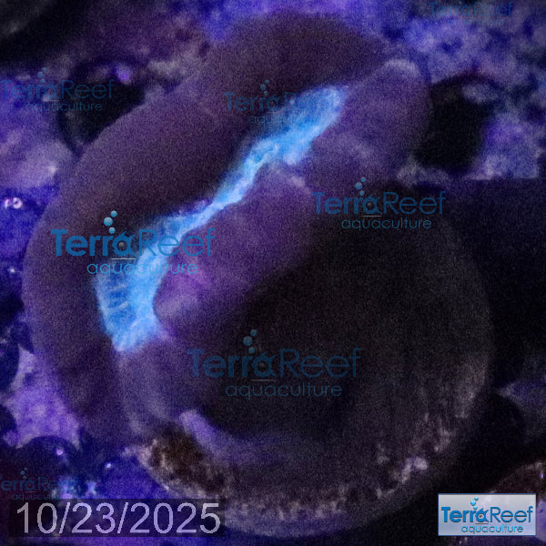 Pinwheel Candy Cane WYSIWYG 40Right