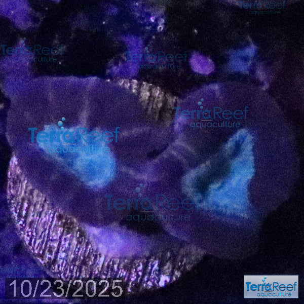 Pinwheel Candy Cane WYSIWYG 41MidRight