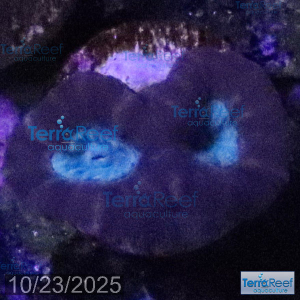 Pinwheel Candy Cane WYSIWYG 42MidLeft