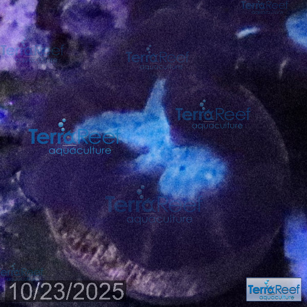 Pinwheel Candy Cane WYSIWYG 43Left