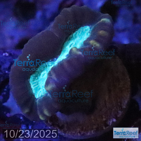 Pinwheel Candy Cane WYSIWYG 40Right