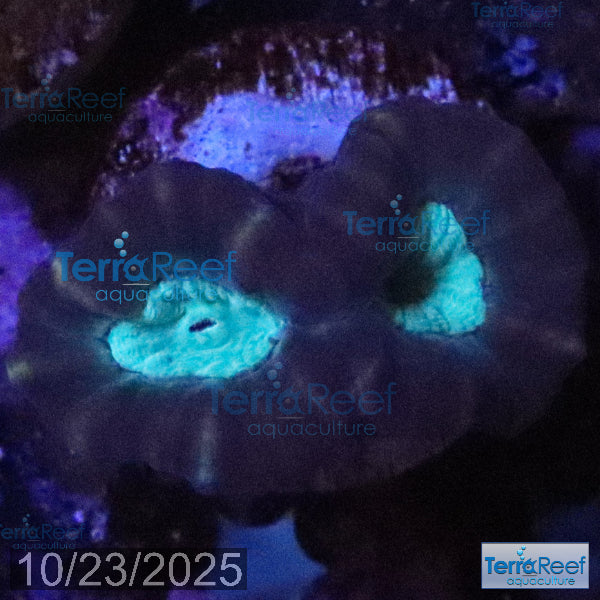 Pinwheel Candy Cane WYSIWYG 42MidLeft