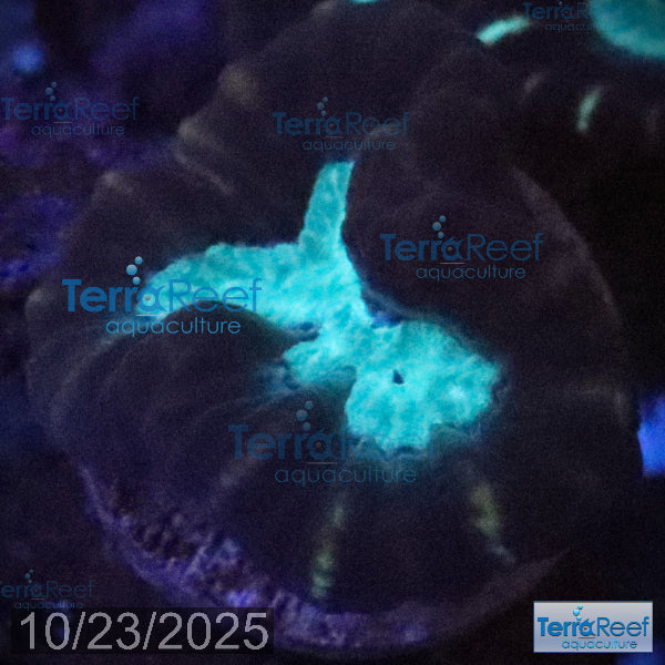 Pinwheel Candy Cane WYSIWYG 43Left