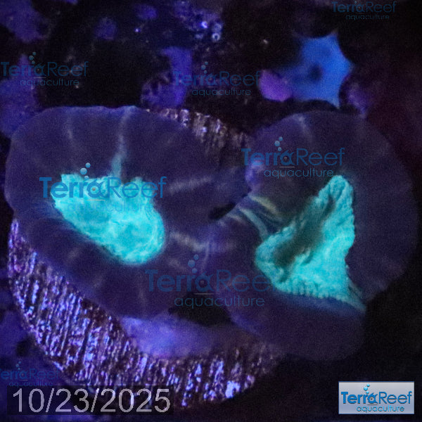 Pinwheel Candy Cane WYSIWYG 41MidRight